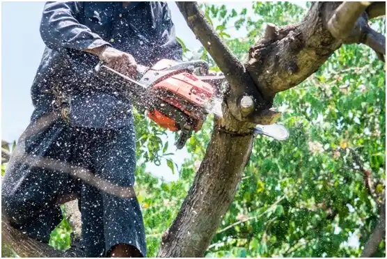 tree services Binger